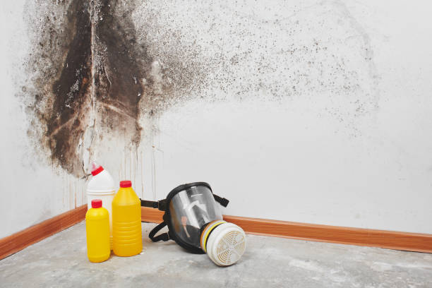 Best Toxic Mold Removal  in Perry Park, CO
