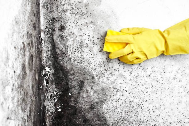 Best Black Mold Removal  in Perry Park, CO