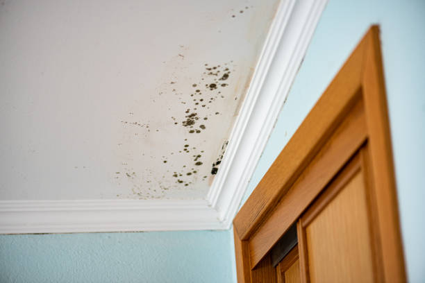 Best Crawl Space Mold Removal  in Perry Park, CO