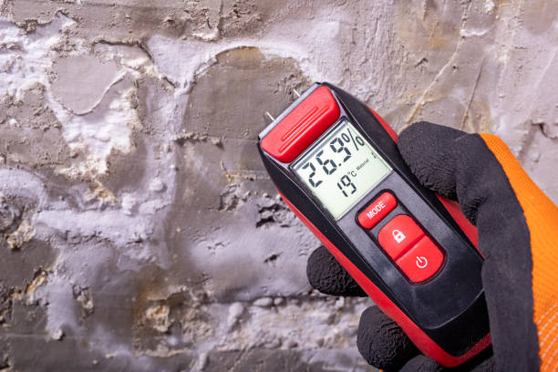 Best Fast Mold Removal  in Perry Park, CO