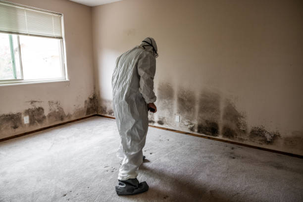 Attic Mold Removal in Perry Park, CO