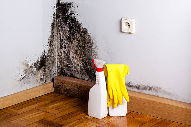 Best Home Mold Removal  in Perry Park, CO
