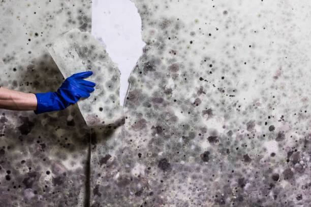 Best Fast Mold Removal  in Perry Park, CO